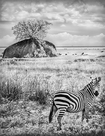 Zebra and Kopji