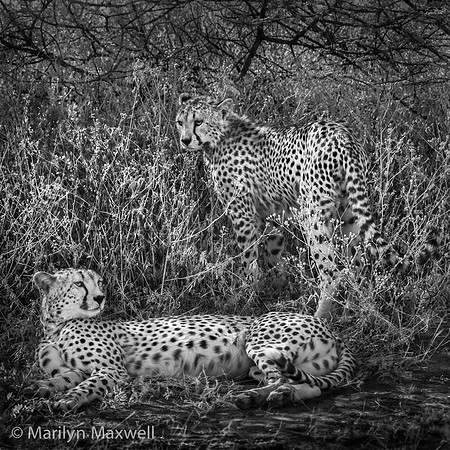 Rare Cheetahs