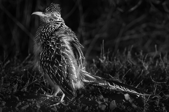 Courting Roadrunner