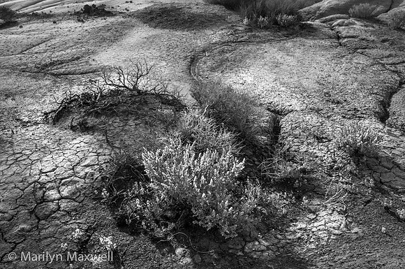 Living Bush
