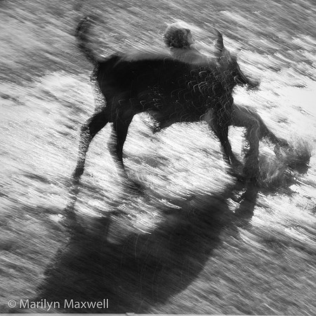Bull Dogging in Rain