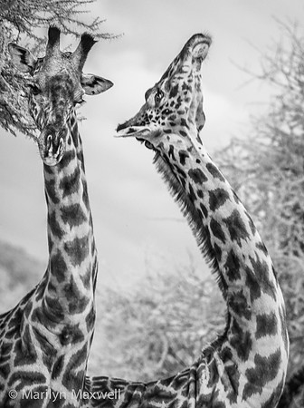 Necking