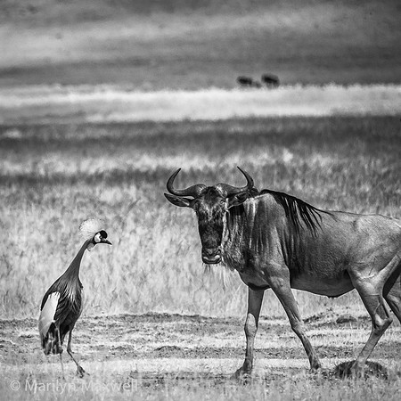 Crowned Crane and Gnu