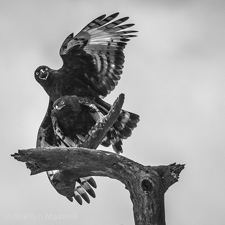 Black Crested Eagles