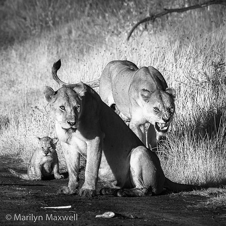 Mothers