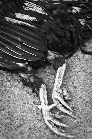 Used Chicken