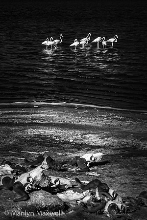 Bone Beach