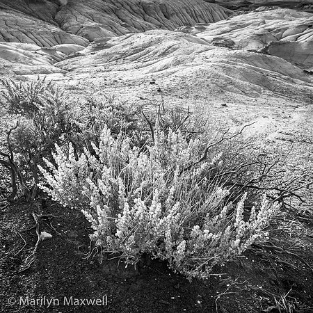 Primavera