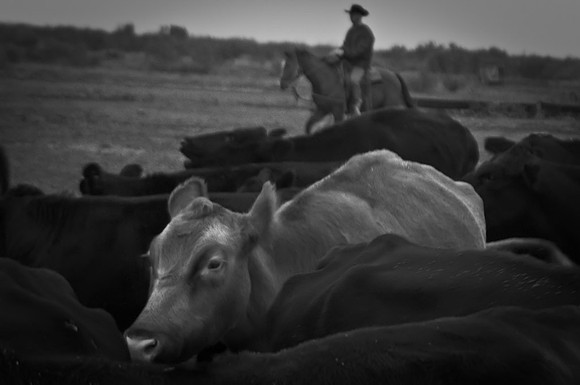 Gathering The Cattle