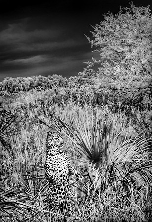 Scent of Wild Dogs