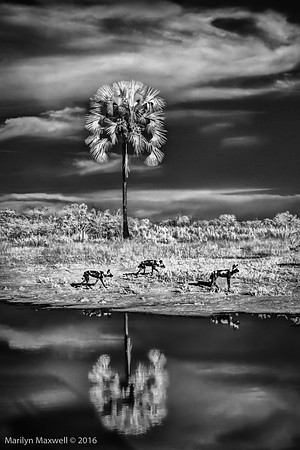 Palm Tree with Wild Dogs