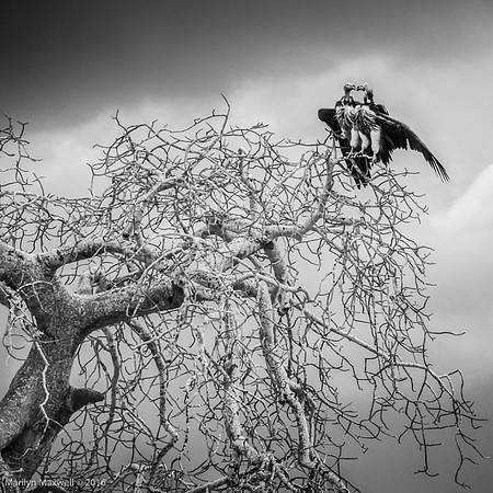 Two Vultures
