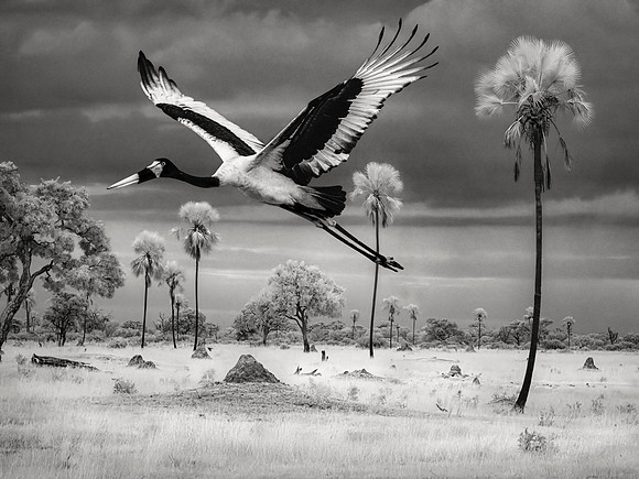 Saddle Billed Stork, Zimbabwe 2024
