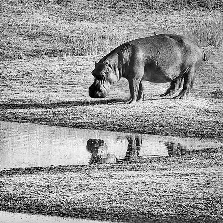 Zig Zag Hippo, Zimbabwe 2023