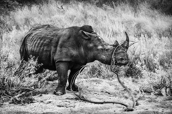 Encounter with a Stick, South Africa 2022