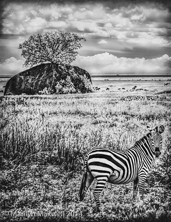 Zebra & Kopje
