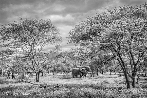 Two Elephants Two Guards