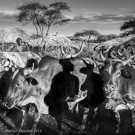 Mystical Cattle Culture