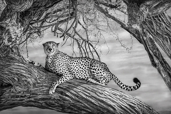 Brother Cheetah, Zimbabwe 2023