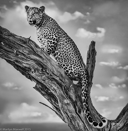 Leopard in Tree