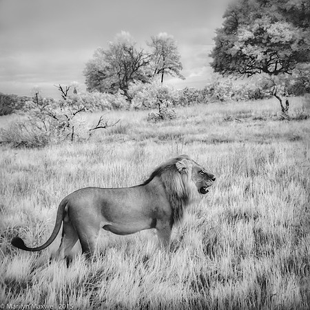 Lion in Grass