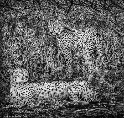 Rare Cheetah