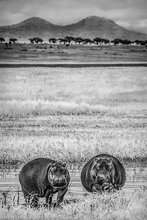 Two Hippos