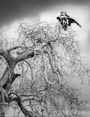 Two Vultures