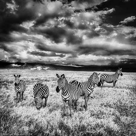 Five Zebras