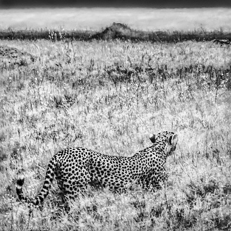 Cheetah in Grass