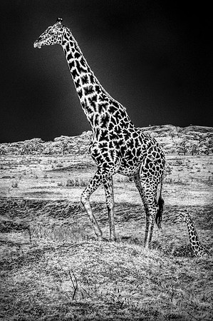 Giraffe