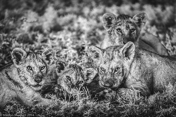 Cubs Feeding