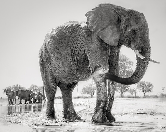 The Waterhole, Zimabawe 2023