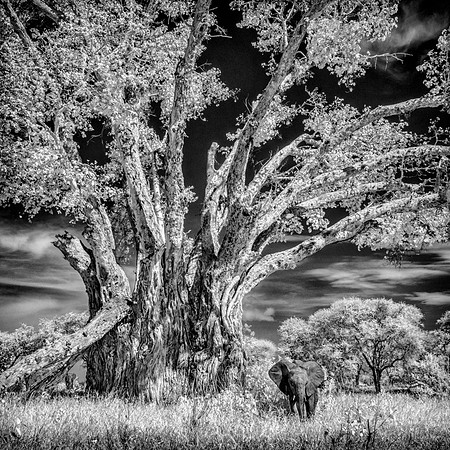 Big Tree With Two Elephants