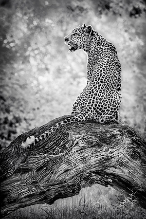 Leopard at Dusk