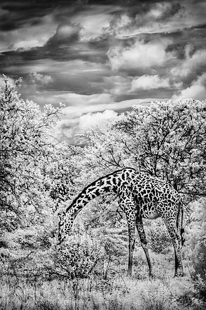 Giraffe in Forest