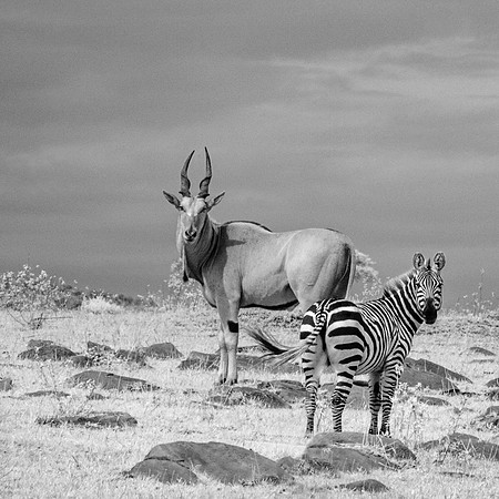 Eland and Zebra