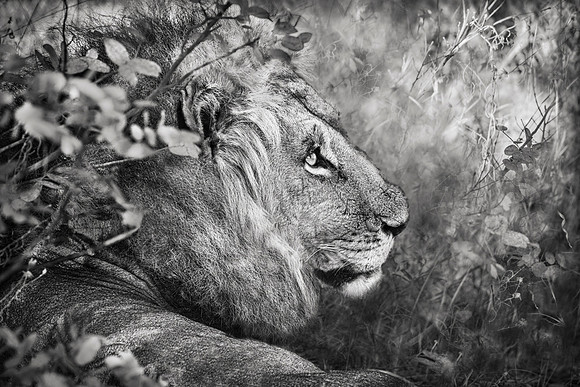 Hama, Son of Cecil, Zimbabwe 2023