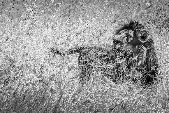Guarding the Kill