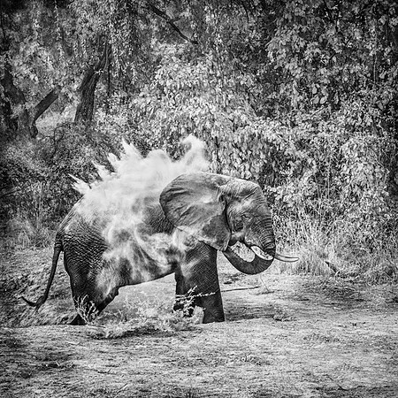 Dust Bath