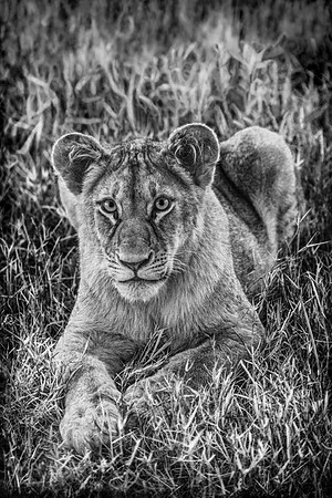Young Lion