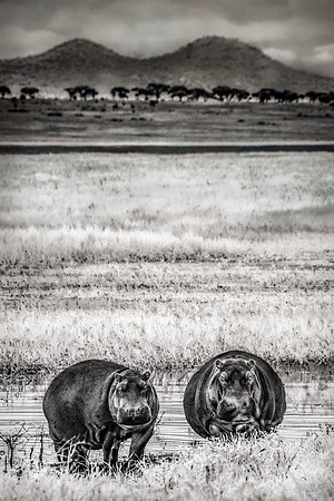 Two Hippos