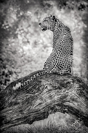 Sunset Leopard