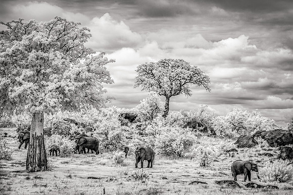Elephants in Landscape