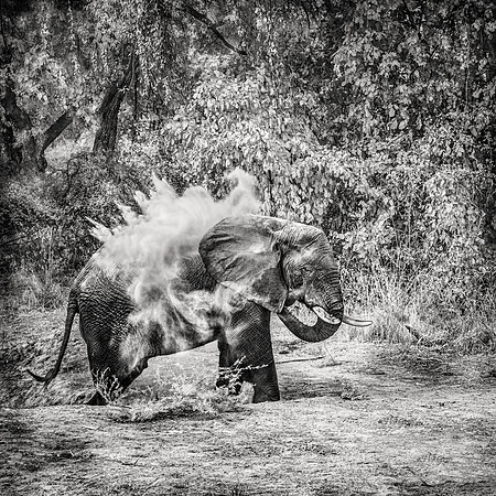 Dust Bath