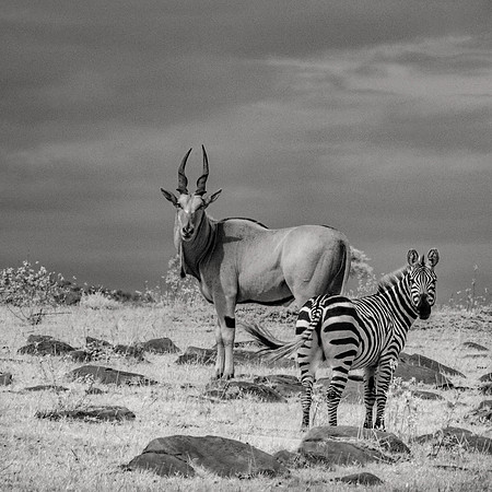 Shy Eland With Zebra