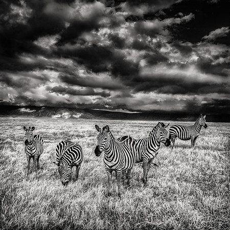 Five Zebras