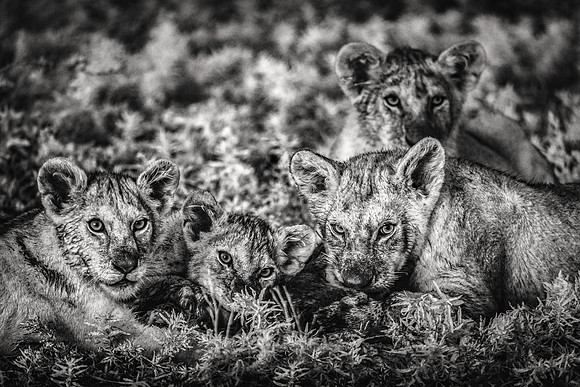 Cubs Feeding