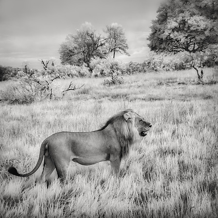 Lion in Grass