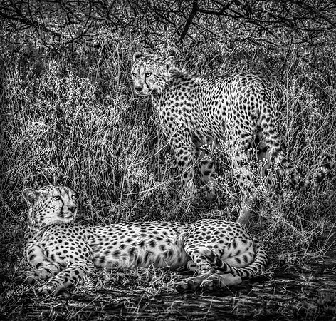 Rare Cheetah